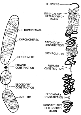 577_chromosome structure.png